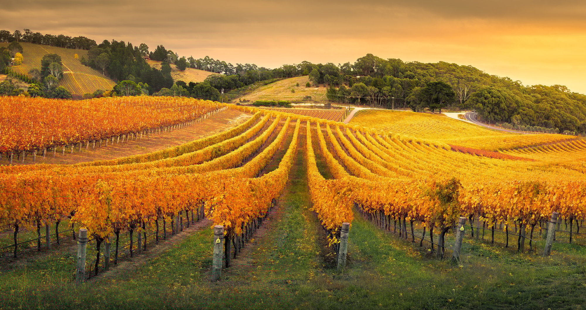 Vinyard full of golden vines against backdrop of undulating hills Vinyard full of golden vines against backdrop of undulating hills
