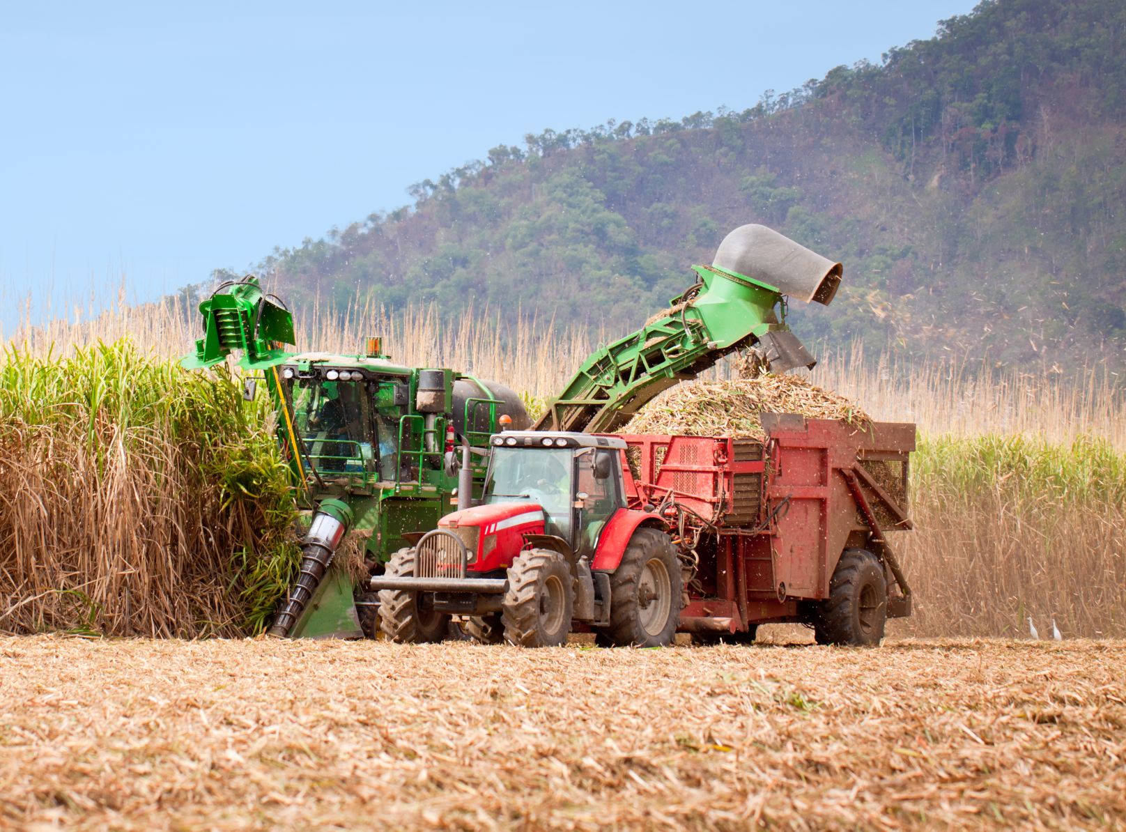 Large green machine harvesting wheat and putting it in red truck, on farm Large green machine harvesting wheat and putting it in red truck, on farm